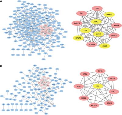 Identification of aberrantly methylated differentially expressed genes and pro-tumorigenic role of KIF2C in melanoma